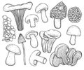 Mushroom vector illustration