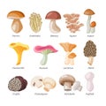 Mushroom vector natural fungus and mushrooming organic food illustration set of edible champignon isolated on white Royalty Free Stock Photo