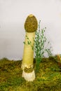 Mushroom Veselka ordinary, or immodest Phallus, or Smelly Morel, or gouty Morel Latin Phallus impudicus in the moss on the backg