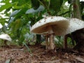 A mushroom view of ant Royalty Free Stock Photo