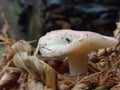 Mushroom in home wall Royalty Free Stock Photo