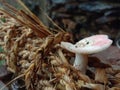 Mushroom in home wall Royalty Free Stock Photo