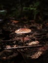 A mushroom on wet land