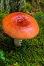 Mushroom with a white foot and a huge orange-brown hat on a background of green grass Royalty Free Stock Photo