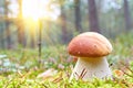Mushroom Royalty Free Stock Photo