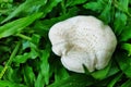 Lentinus tigrinus mushroom on the ground