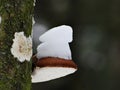 Mushroom on winter tree