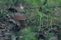 Mushroom in the woods