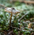 Mushroom in the woods Royalty Free Stock Photo