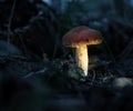 Mushroom world, small macro ecosystem