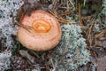 Mushroom (Lactarius torminosus), suitable for consumption Royalty Free Stock Photo