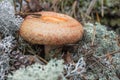 Mushroom (Lactarius torminosus), suitable for human consumption Royalty Free Stock Photo