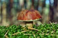 Mushroom xerocomus badius