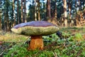 Mushroom xerocomus badius Royalty Free Stock Photo
