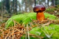 Mushroom xerocomus badius Royalty Free Stock Photo