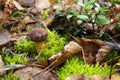 Mushroom xerocomus badius in the wild forest on the moss