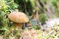 Mushroom Xerocomus fungus moss Royalty Free Stock Photo