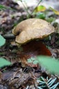 Mushroom Xerocomus pruinatus