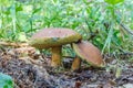 Mushroom Xerocomus subtomentosus Royalty Free Stock Photo