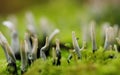 Mushroom - Xylaria hypoxylon