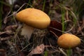 Mushroom with yellow cap is growing in the wood in grass and leaves Royalty Free Stock Photo