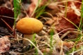 Mushroom with yellow cap is growing in the wood in grass and leaves Royalty Free Stock Photo