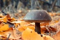 Mushroom between yellow fallen leaves