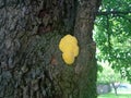 Mushroom, yellow-orange sulphate, grow on a tree trunk