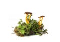 Mushroom Yellowfoot ( Cantharellus lutescens) Royalty Free Stock Photo