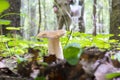 Mushroomer and beautiful porcini Royalty Free Stock Photo