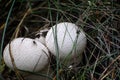 Mushroomes fuzz- ball in autumn grass