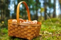 Mushrooming basket Royalty Free Stock Photo