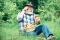 Mushrooming in forest, Grandfather hunting mushrooms over summer forest background. Grandfather with basket of mushrooms Royalty Free Stock Photo