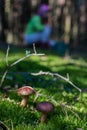 Mushrooming in the forest.