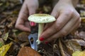 Mushrooming - hand with a knife cut the mushroom amanita.
