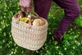 Mushrooming - person in forest with basket full of mushrooms Royalty Free Stock Photo