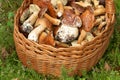 Mushrooming, wicker basket full of mushrooms Royalty Free Stock Photo