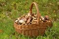 Mushrooming, wicker basket full of mushrooms Royalty Free Stock Photo