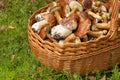 Mushrooming, wicker basket full of mushrooms Royalty Free Stock Photo