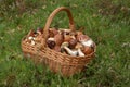 Mushrooming, wicker basket full of mushrooms Royalty Free Stock Photo