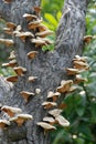 Mushrooms Royalty Free Stock Photo