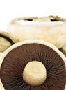 Mushrooms Royalty Free Stock Photo