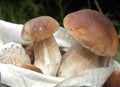 Mushrooms Royalty Free Stock Photo