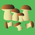 Vector mushroom family, boletus mushrooms.