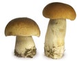 Mushrooms Royalty Free Stock Photo