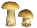 Mushrooms Royalty Free Stock Photo