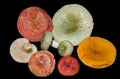 Mushrooms (Agaric) 2