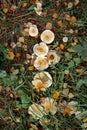 Mushrooms agaric mushrooms in the grass