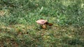 Mushrooms agaric mushrooms in the grass 2