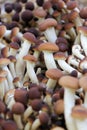 Mushrooms Agrocybe aegerita sold in market